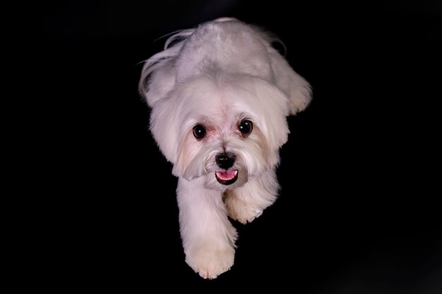 Co powinien jeść maltańczyk, aby był zdrowy i szczęśliwy?