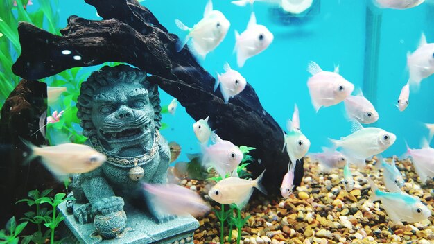 Ile kelwinów potrzeba do prawidłowego oświetlenia akwarium?